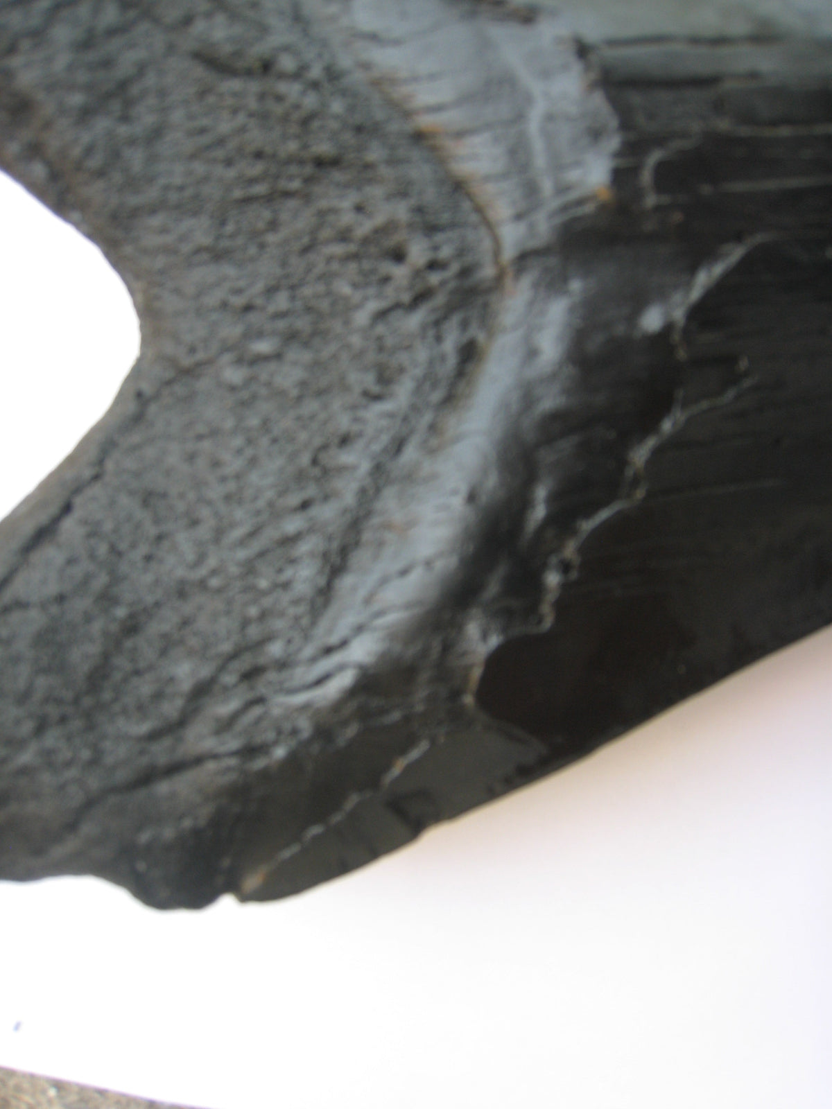 Megalodon Giant Shark Tooth Huge Replica Large 7 Inches Long