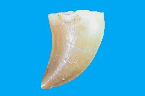 Mosasaurus Tooth 1 Inch Long Genuine Mosasaur Fossil