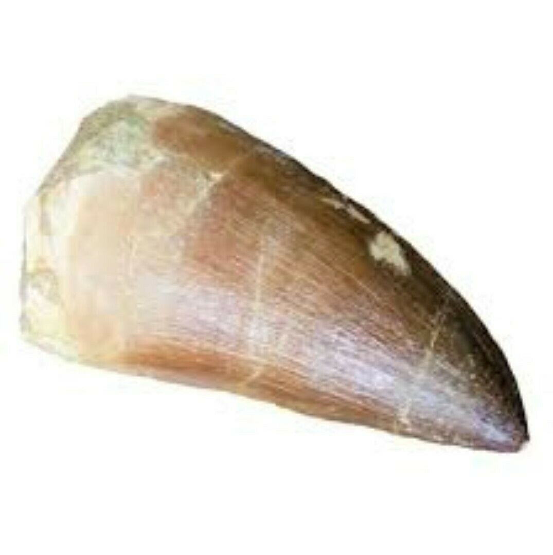 Mosasaurus Tooth 1 Inch Long Genuine Mosasaur Fossil