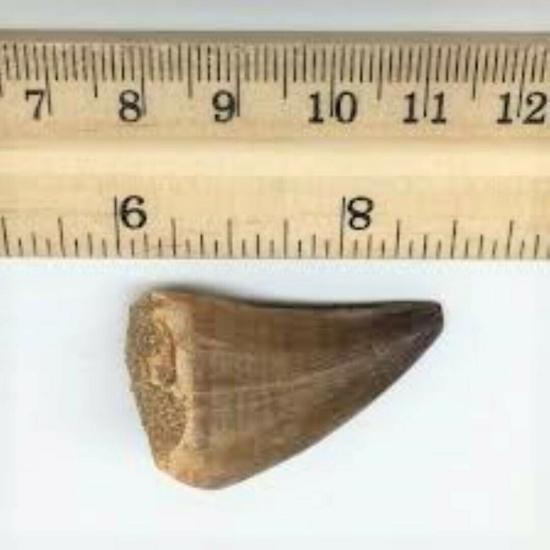 Mosasaurus Tooth 1 Inch Long Genuine Mosasaur Fossil