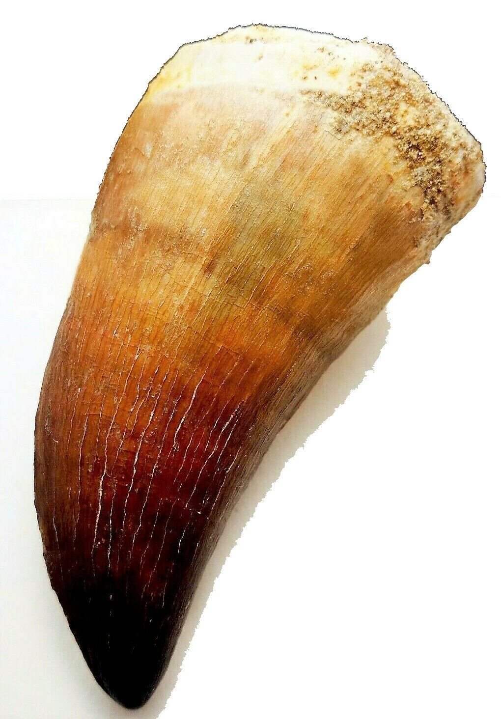 Mosasaurus Tooth 2 Inches Long Genuine Mosasaur Fossil