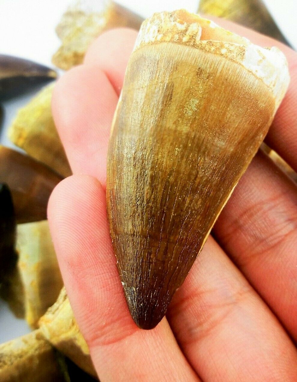 Mosasaurus Tooth 2 Inches Long Genuine Mosasaur Fossil