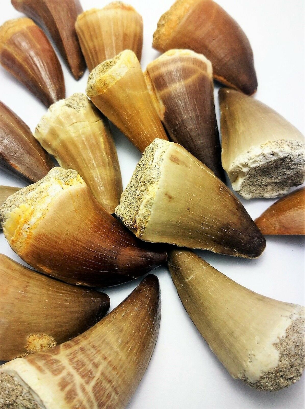 Mosasaurus Tooth 2 Inches Long Genuine Mosasaur Fossil