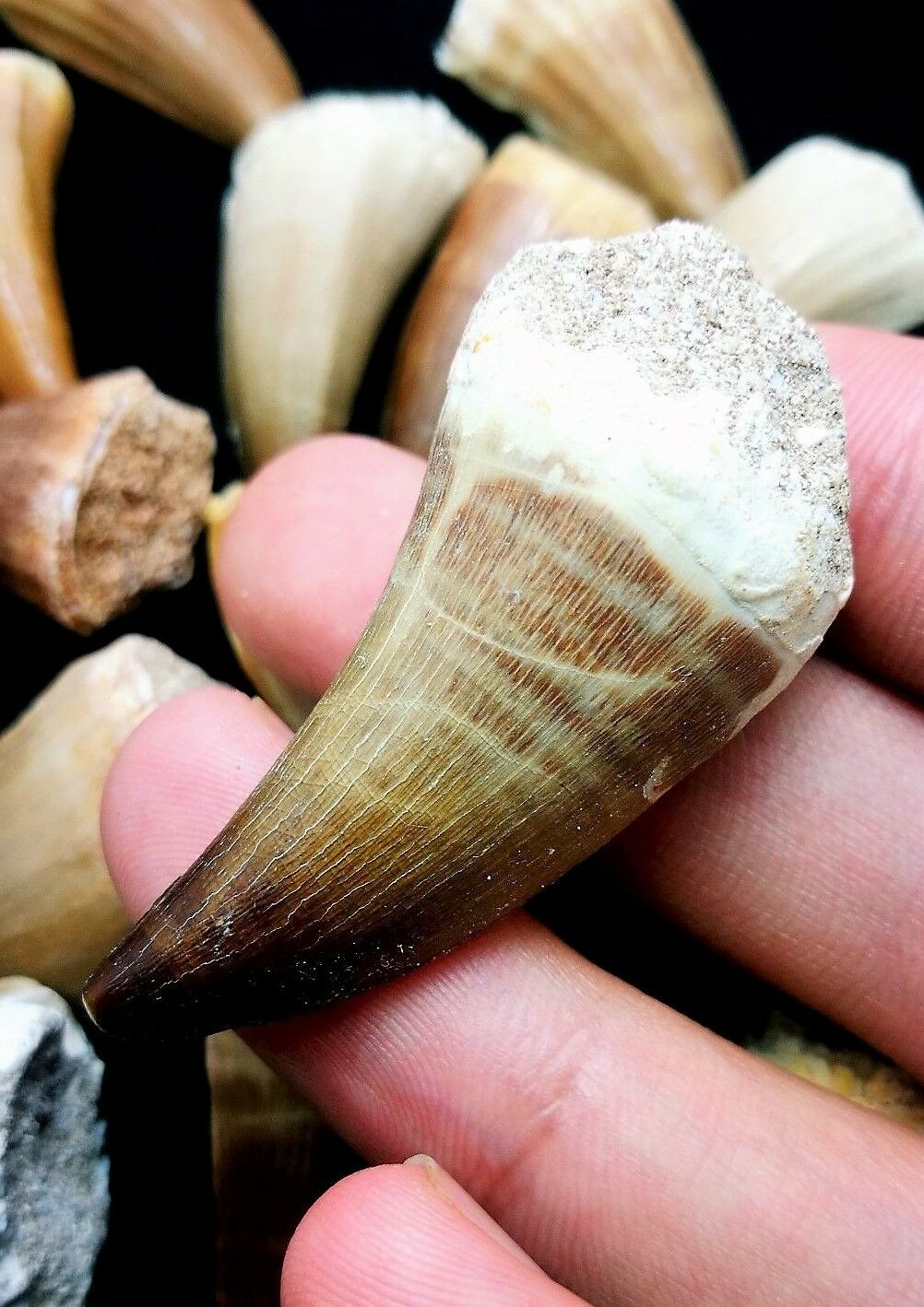 Mosasaurus Tooth 2 Inches Long Genuine Mosasaur Fossil