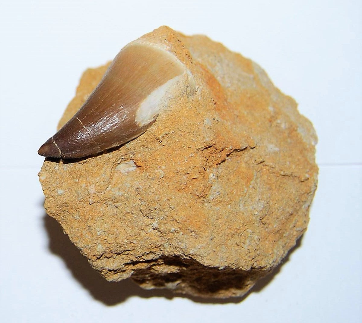 Mosasaurus Tooth in Rock Matrix 1 Inch Long Genuine Mosasaur Fossil