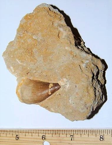 Mosasaurus Tooth in Rock Matrix 1 Inch Long Genuine Mosasaur Fossil