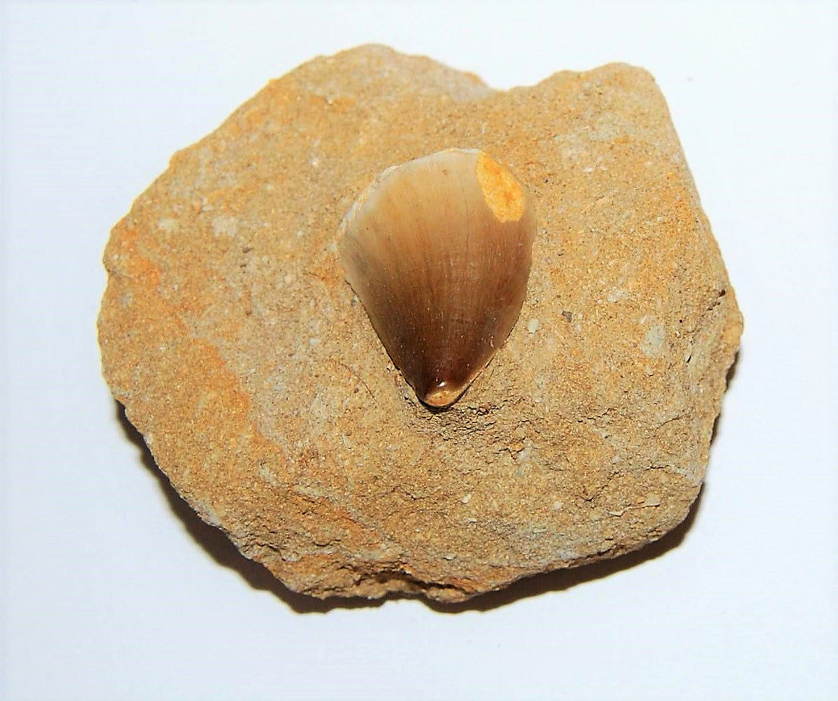 Mosasaurus Tooth in Rock Matrix 1 Inch Long Genuine Mosasaur Fossil