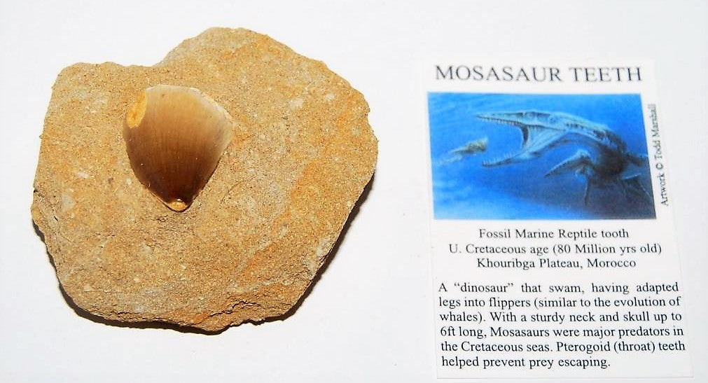 Mosasaurus Tooth in Rock Matrix 1 Inch Long Genuine Mosasaur Fossil