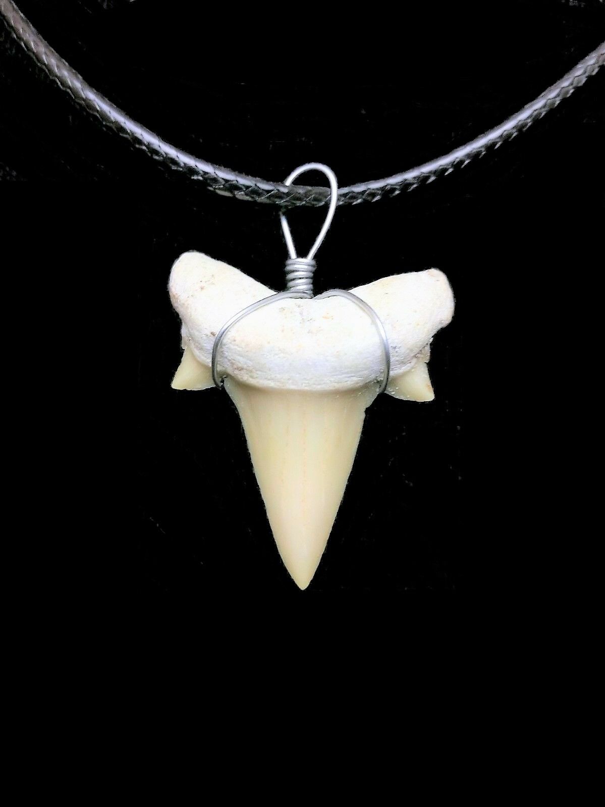 Otodus Extinct Giant Shark Tooth Necklace 1 Inch Long Genuine