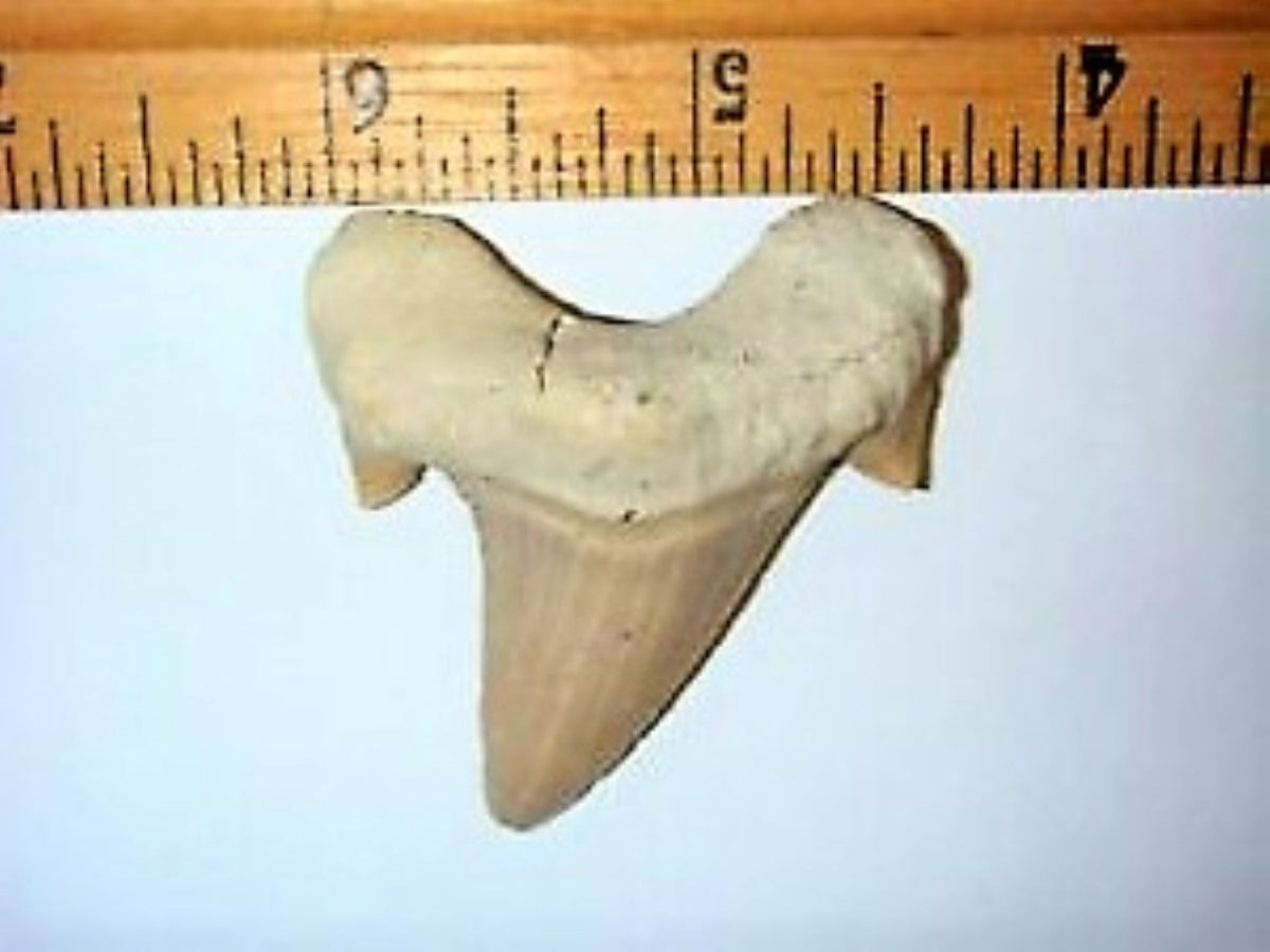 Otodus Exctinct Giant Shark Tooth 2 Inches Long Genuine Fossil