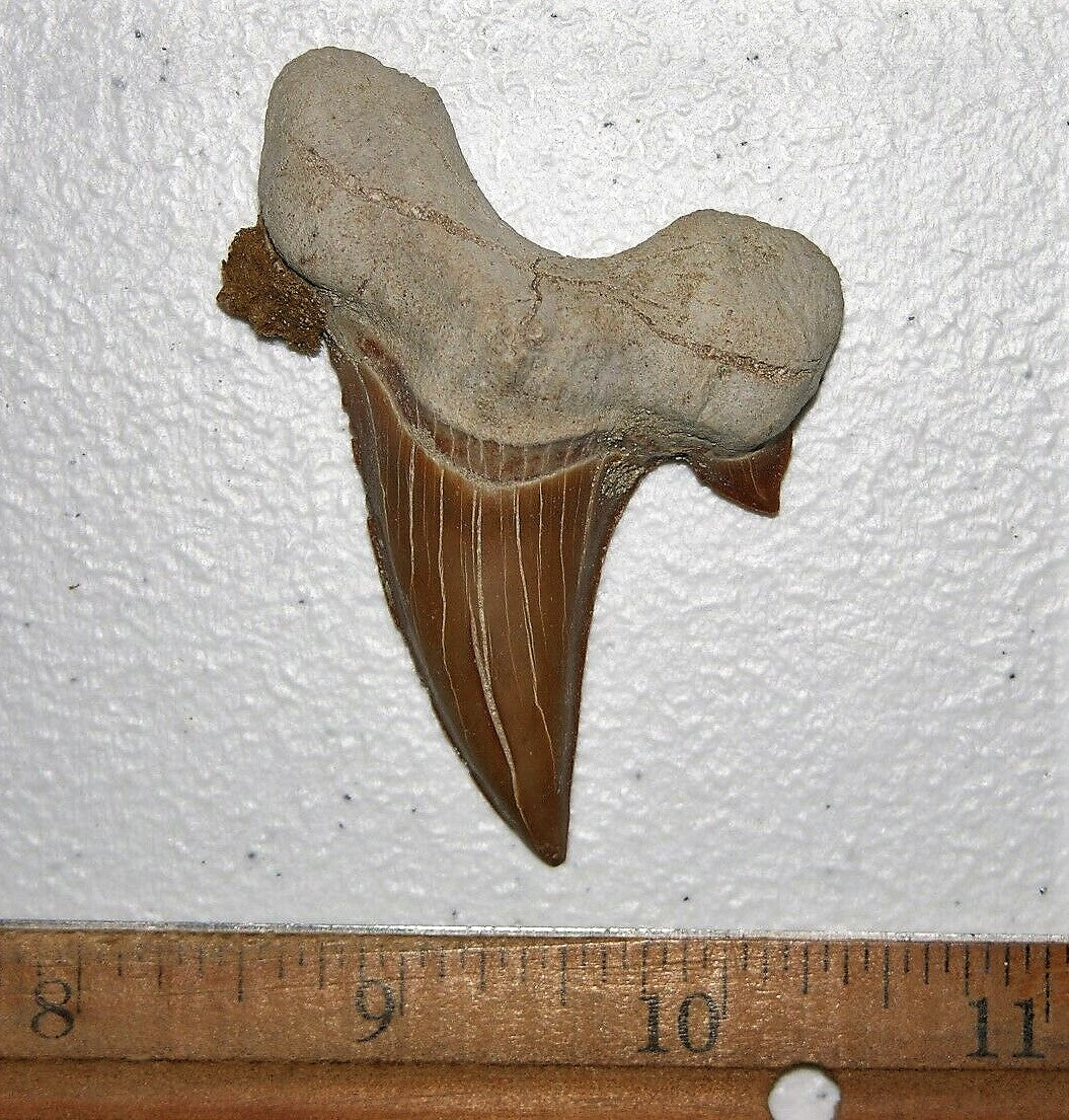 Otodus Exctinct Giant Shark Tooth 2 Inches Long Genuine Fossil