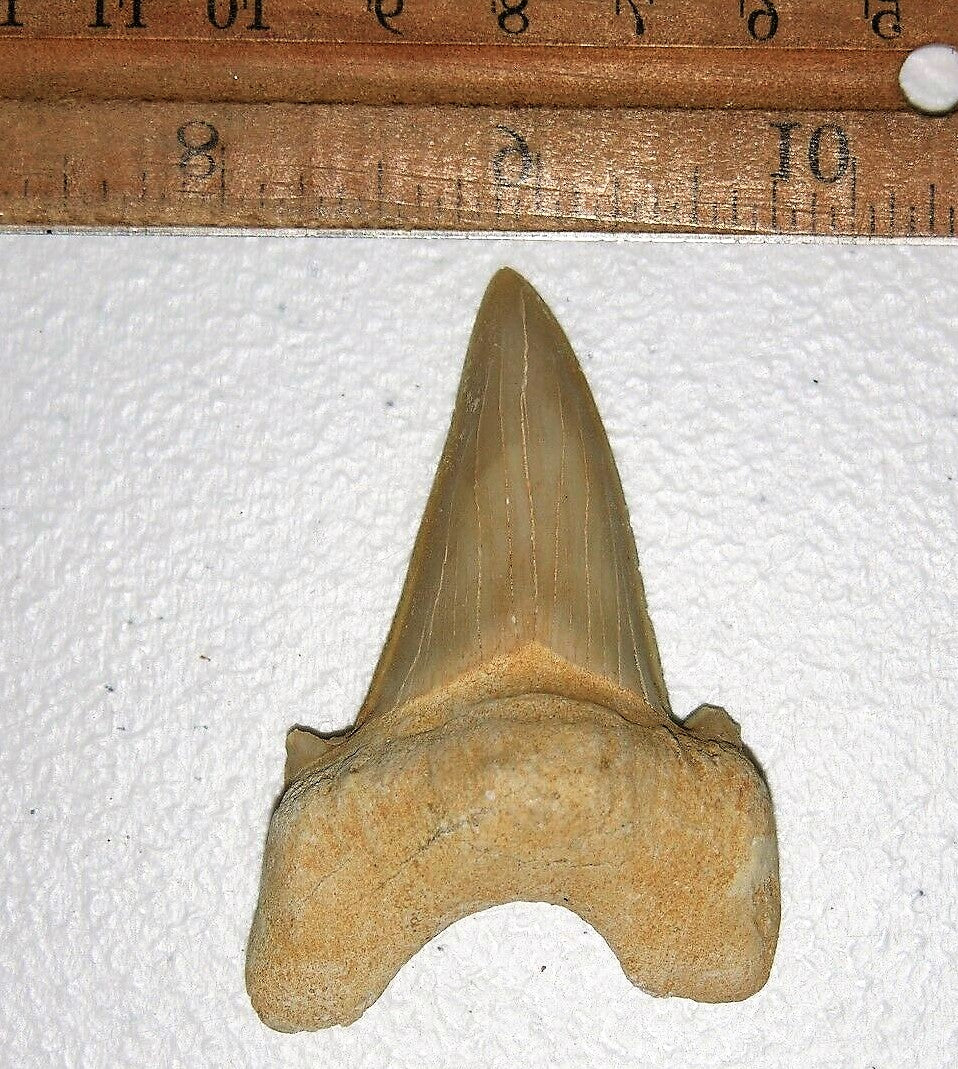 Otodus Exctinct Giant Shark Tooth 2 Inches Long Genuine Fossil