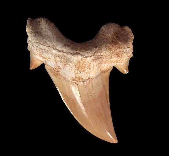 Otodus Exctinct Giant Shark Tooth 2 Inches Long Genuine Fossil