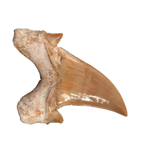 Otodus Exctinct Giant Shark Tooth 2 Inches Long Genuine Fossil