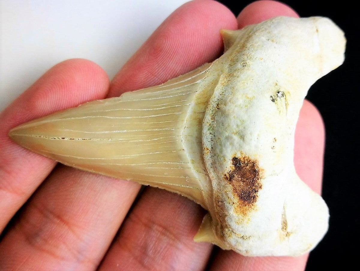 Otodus Extinct Giant Shark Tooth 3 Inches Long Genuine Fossil