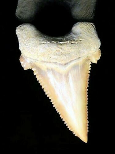 Paleocarcharodon Extinct Shark Tooth 1 Inch Long (Palaeocarcharodon)