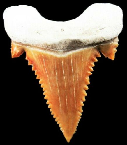 Paleocarcharodon Extinct Shark Tooth 1 Inch Long (Palaeocarcharodon)
