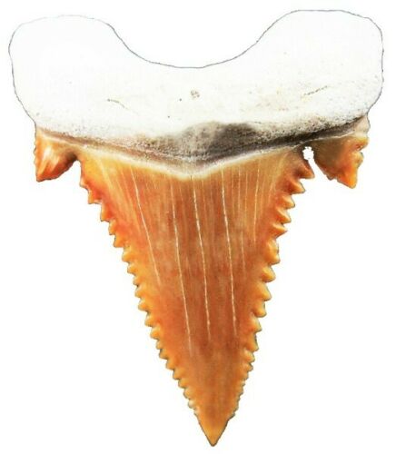 Paleocarcharodon Extinct Shark Tooth 1 Inch Long (Palaeocarcharodon)