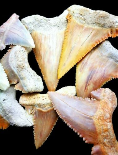 Paleocarcharodon Extinct Shark Tooth 1 Inch Long (Palaeocarcharodon)