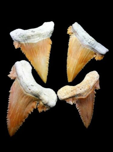 Paleocarcharodon Extinct Shark Tooth 1 Inch Long (Palaeocarcharodon)