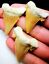 Paleocarcharodon Extinct Shark Tooth 1 Inch Long (Palaeocarcharodon)