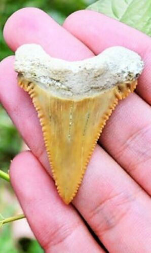 Paleocarcharodon Extinct Shark Tooth 1 Inch Long (Palaeocarcharodon)