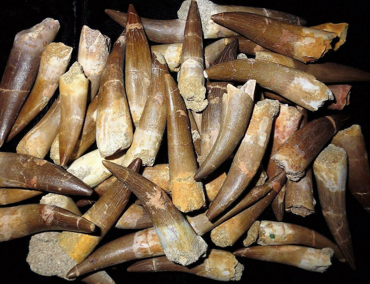 Plesiosaur Tooth Marine Reptile 1 1/2 Inches Long Genuine Fossil