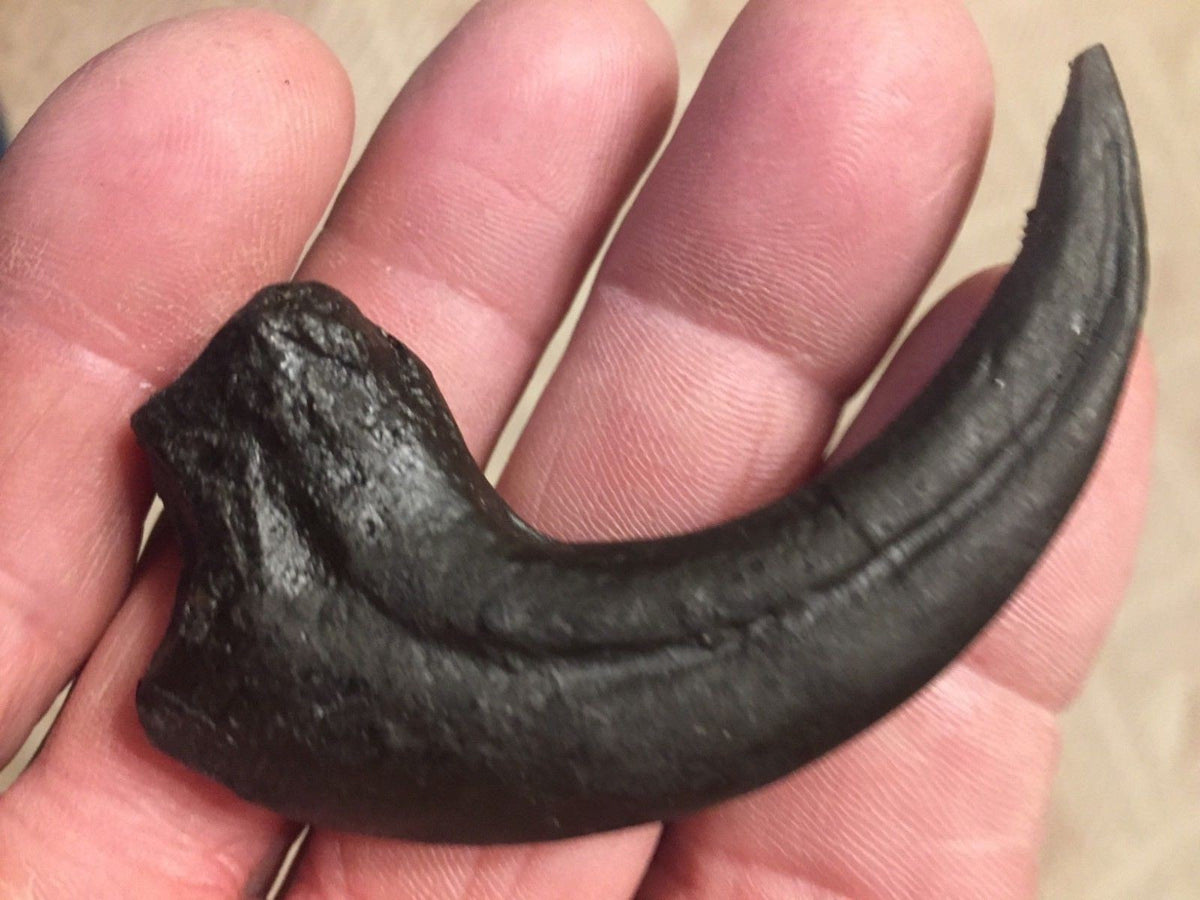 Deinonychus Raptor Claw Replica 4 Inches Long Black Resin Model