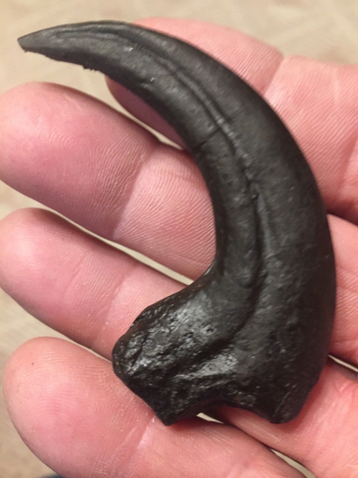 Deinonychus Raptor Claw Replica 4 Inches Long Black Resin Model