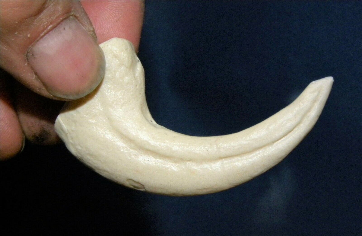 Deinonychus Raptor Claw Replica 4 Inches Long White Resin Model