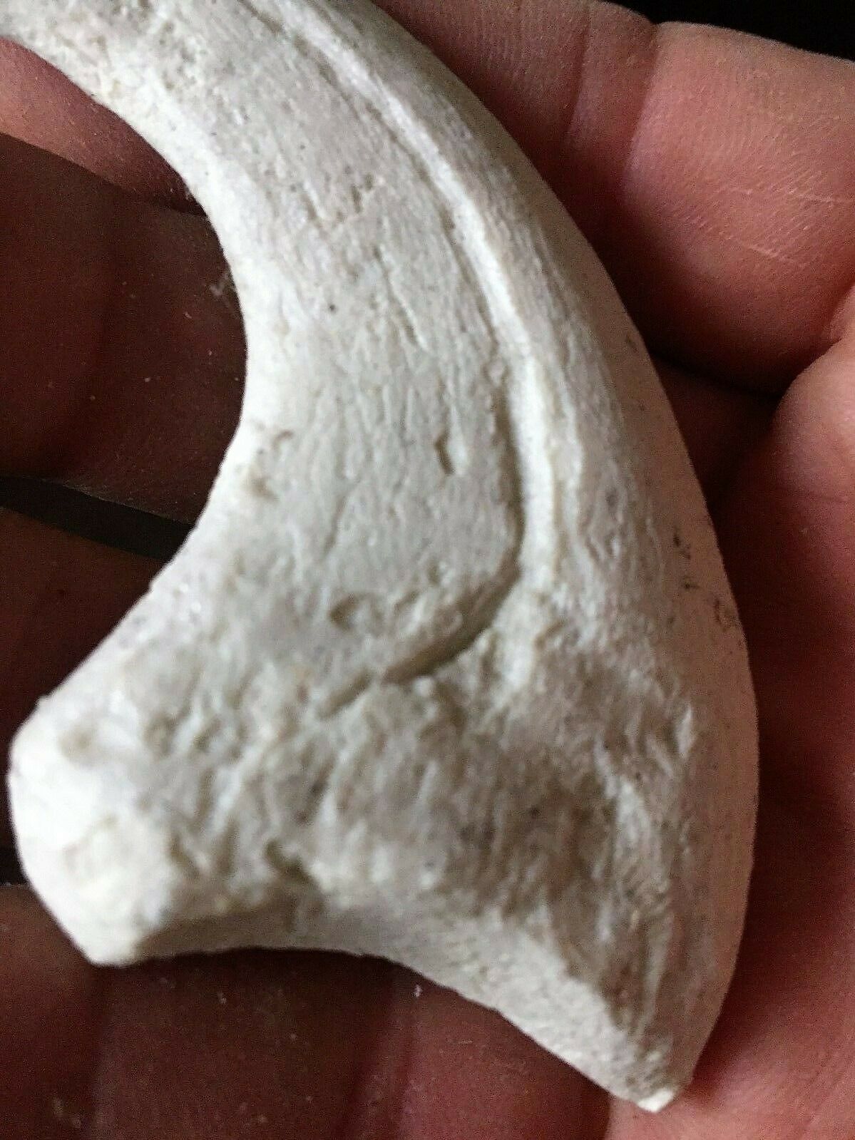 Deinonychus Raptor Claw Replica 4 Inches Long White Resin Model