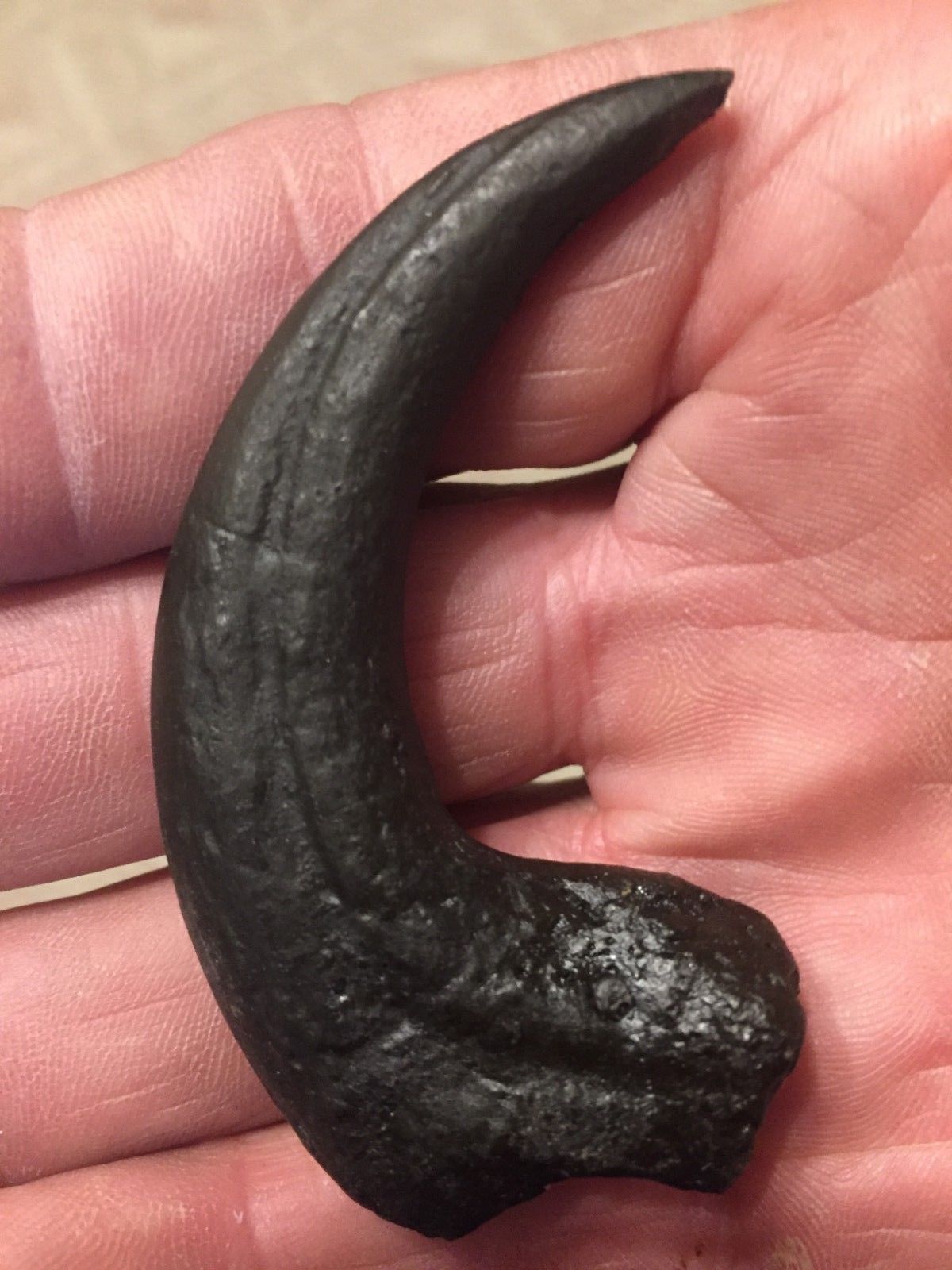 Deinonychus Raptor Claw Replica 4 Inches Long Black Resin Model