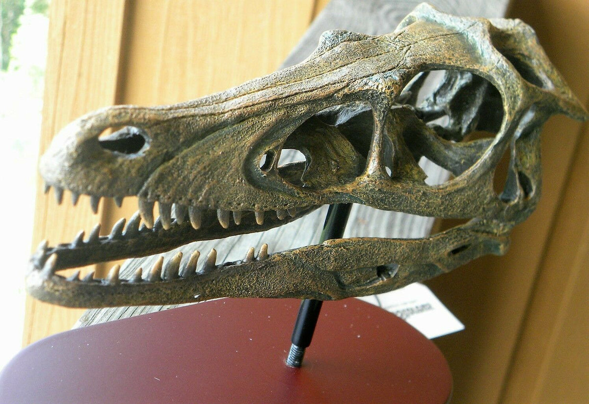 Raptor Skull Resin Model Life Size 1/1 Scale Sculpture