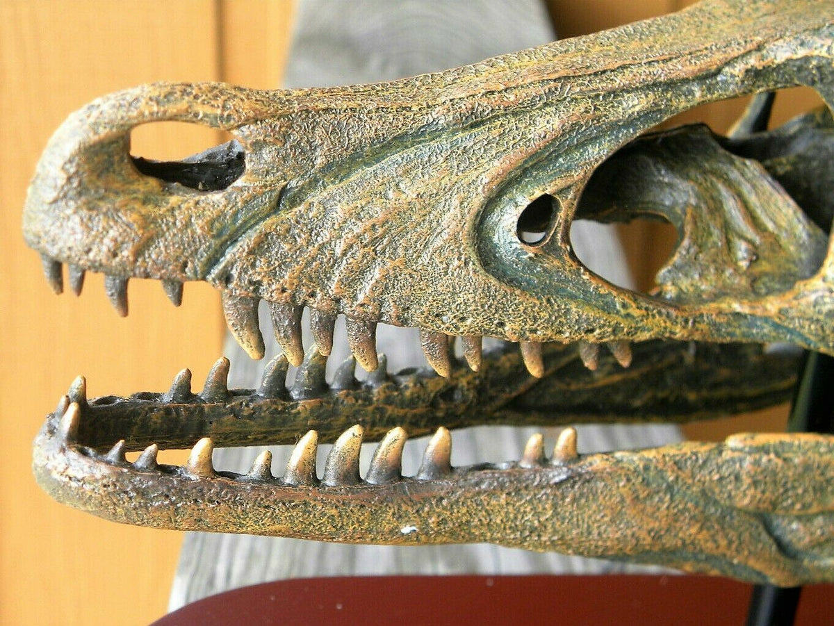 Raptor Skull Resin Model Life Size 1/1 Scale Sculpture