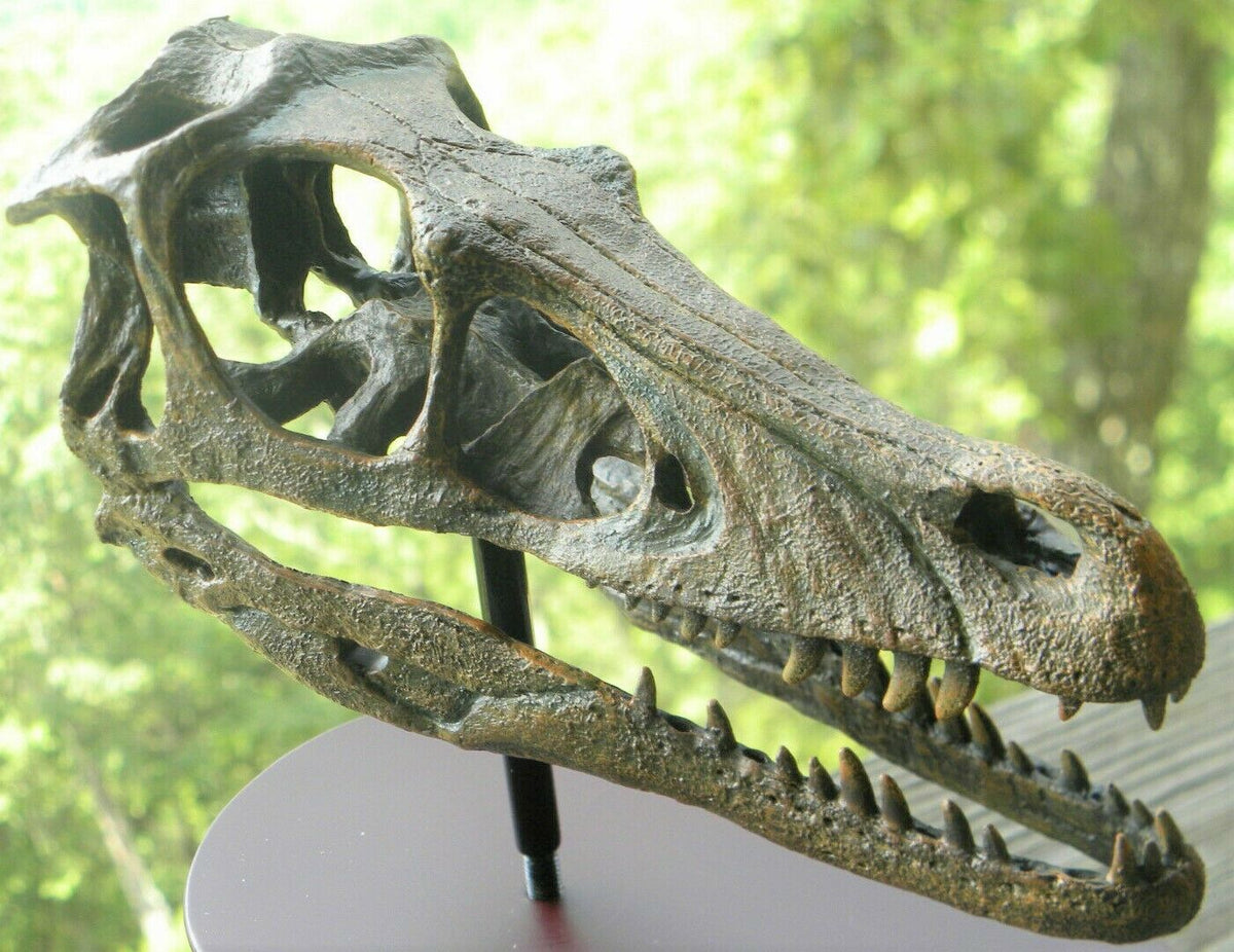 Raptor Skull Resin Model Life Size 1/1 Scale Sculpture