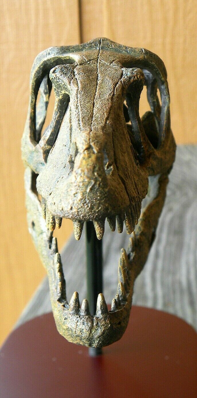 Raptor Skull Resin Model Life Size 1/1 Scale Sculpture