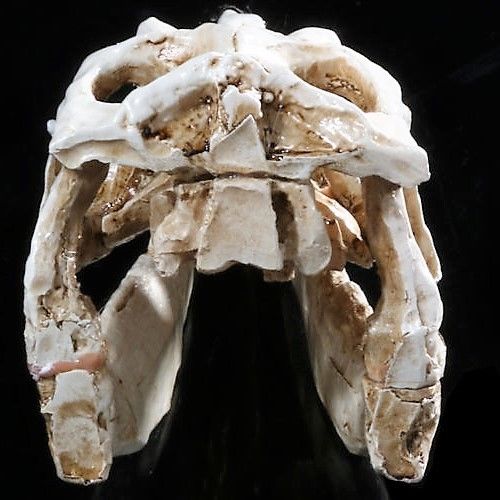 Raptor (Velociraptor) Skull Model Resin Model Small Size