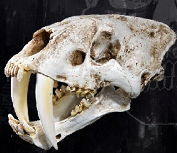 Sabertoothed Tiger Smilodon Skull Replica Model Resin Sculpture 1/1 Scale