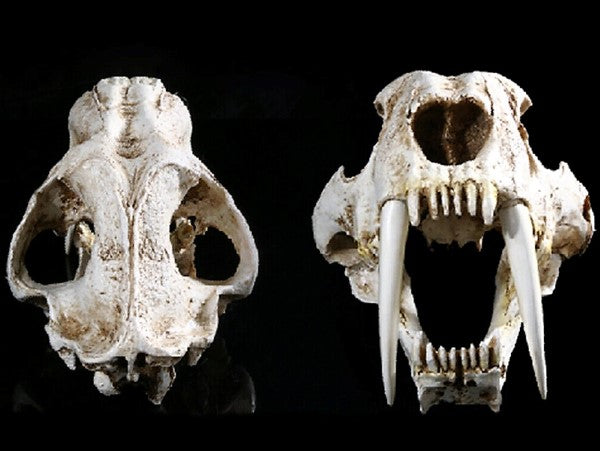 Sabertoothed Tiger Smilodon Skull Replica Model Resin Sculpture 1/1 Scale