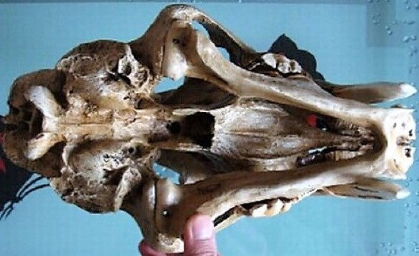 Sabertoothed Tiger Smilodon Skull Replica Model Resin Sculpture 1/1 Scale