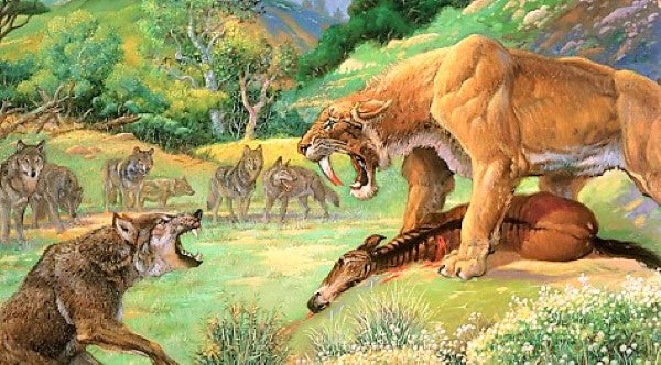 Sabertoothed Tiger Smilodon Skull Replica Model Resin Sculpture 1/1 Scale