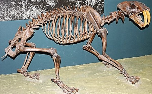 Sabertoothed Tiger Smilodon Skull Replica Model Resin Sculpture 1/1 Scale
