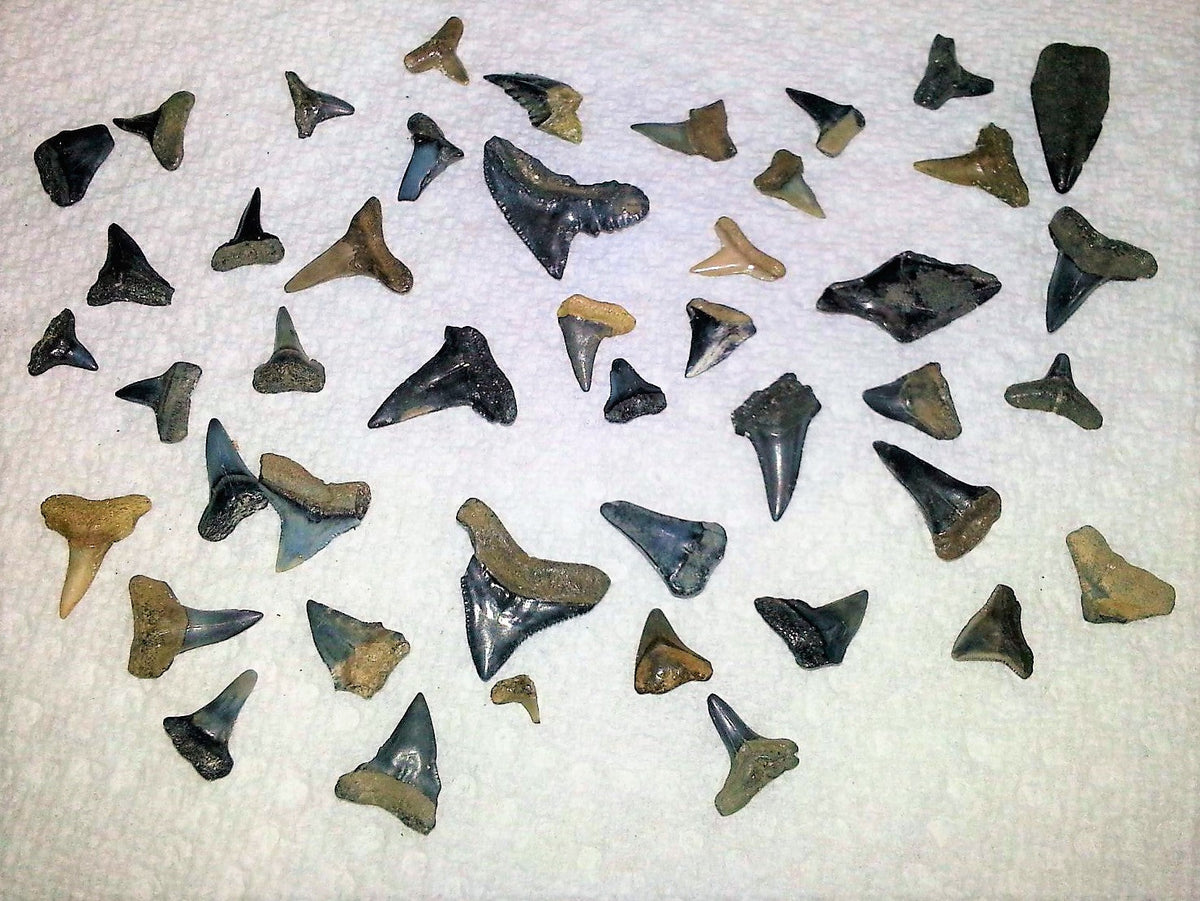 Shark Tooth Lot Bundle of 50 Partial Teeth Bull, Hammerhead, Dusky, Mako
