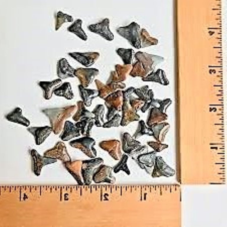 Shark Tooth Lot Bundle of 50 Partial Teeth Bull, Hammerhead, Dusky, Mako