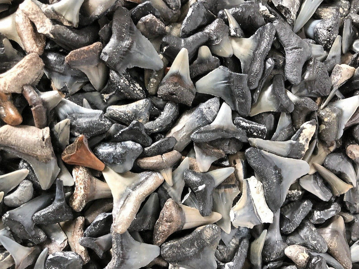Shark Tooth Lot Bundle of 50 Partial Teeth Bull, Hammerhead, Dusky, Mako