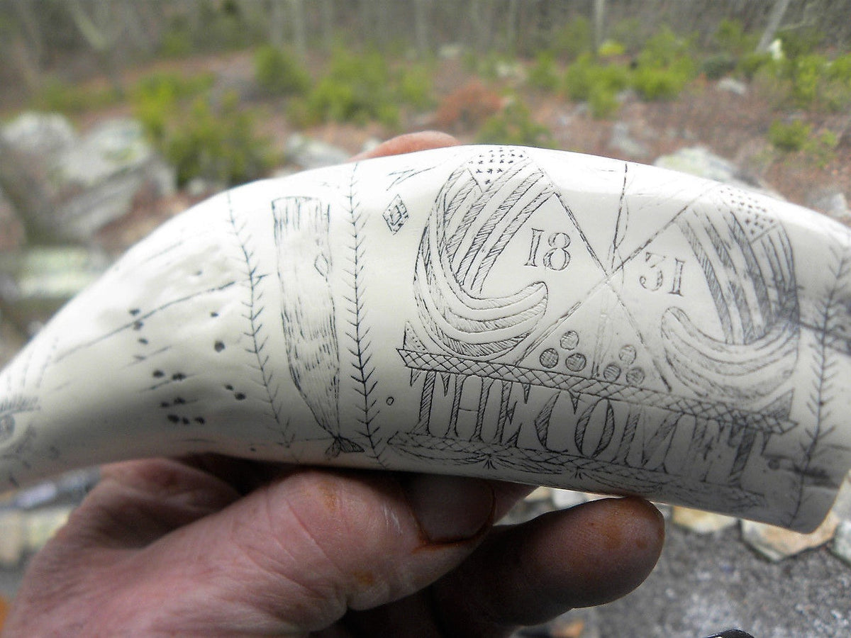 Sperm Whale Tooth Replica Scrimshaw 7 Inches Long The Comet Resin Model