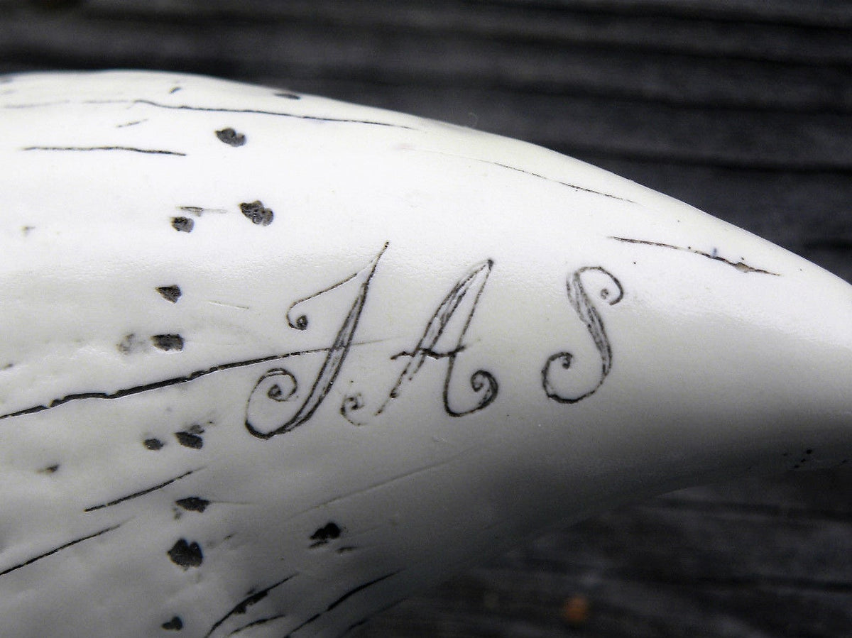 Sperm Whale Tooth Replica Scrimshaw 7 Inches Long The Comet Resin Model