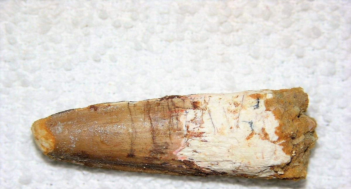Spinosaurus Tooth 1 1/2 Inches Long Real Dinosaur Fossil