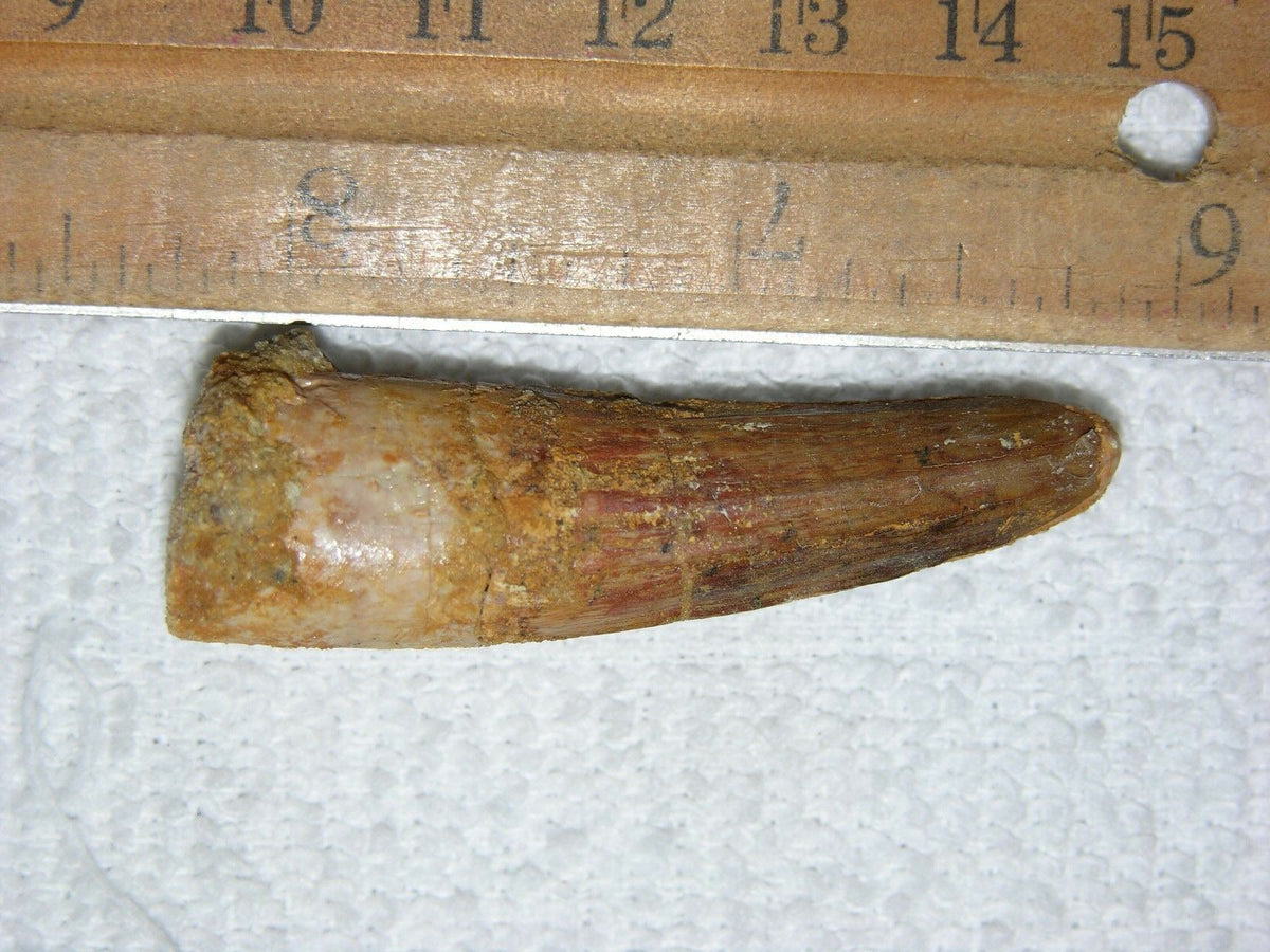 Spinosaurus Tooth 2 Inches Long Real Dinosaur Fossil