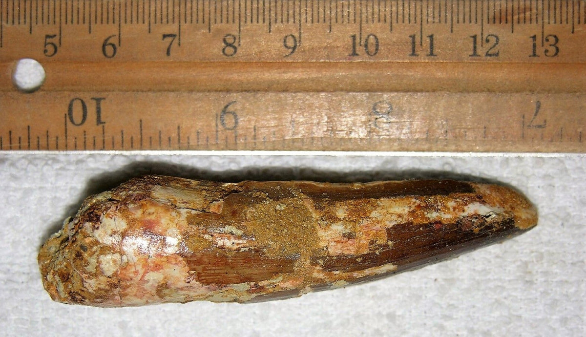 Spinosaurus Tooth 3 Inches Long Real Dinosaur Fossil